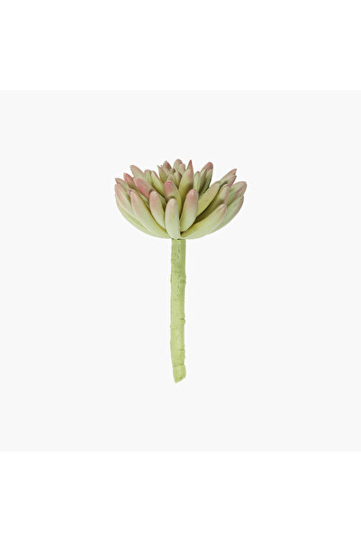 JASMIN CONCEPTS Sukulent Dal Yeşil-Kırmızı 13cm