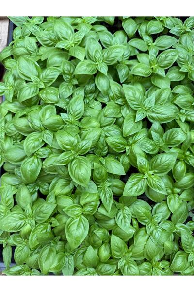 Mercan Fide Italyan Fesleğen Fidesi 10 Adet (GENİŞ YAPRAKLI YEŞİL FESLEĞEN) Topraksız Tarım - Açık Alan - Sera