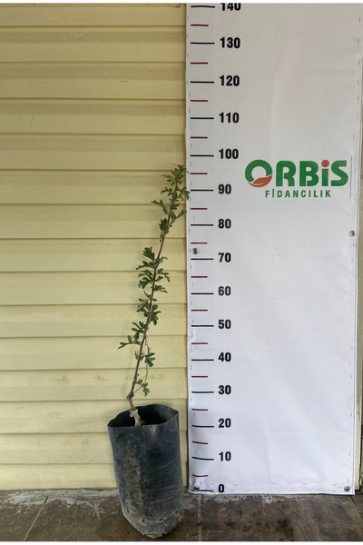 Orbis fidancılık Tüplü aşılı iri sarı belen alıç fidanı