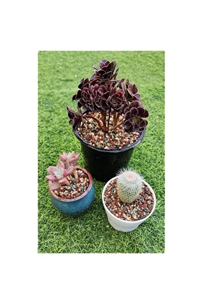 Generic مزيج أحجار البستنة، الدياتوميت، حجر المايفان، حجر الزيوليت، حجر الحمم...