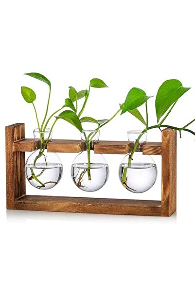 Generic محطة تكاثر النباتات الزجاجية، مزهرية زجاجية مع حامل خشبي عتيق، وقاعدة...