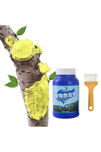 Generic 500 جرام من جذع النبات، عامل التئام الجروح، شتلة شجرة فاكهة، فرع بونس...