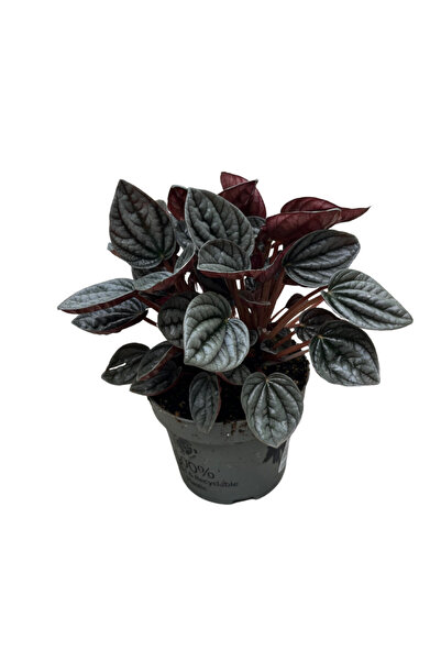 Betonish Peperomia Caperata 'Caracas' (Zümrüt Dalgası Çiçeği)