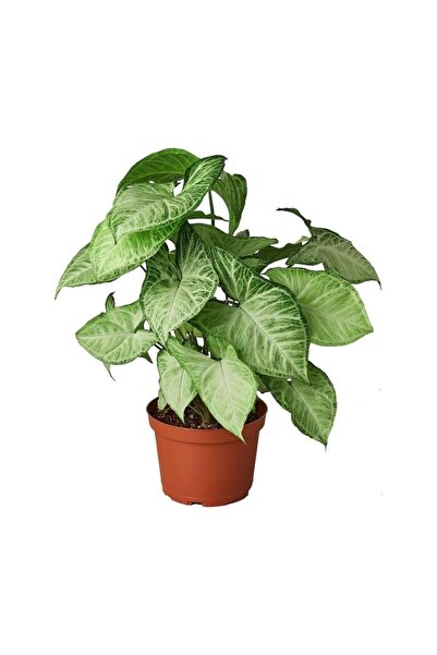 Mimoza Syngonium Podophyllum Melek Kanadı Çiçeği Fidanı 10-20 cm