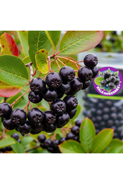 balkanberries Premium Seçme Organik Aronya Meyvesi Taze Aronia 1 kg.