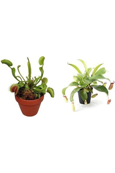 Genel Markalar Dashing Look Venus Fly Trap Nepenthes Etçil Etobur Bitki Sinek Kapan Nepentes 10 Tohum TH-thmcmthm03