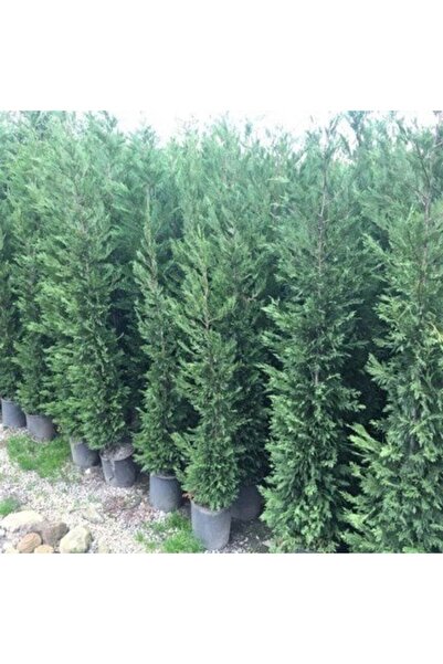 SahaFidan TÜPLÜ LEYLANDİ FİDANI (80-110 CM)