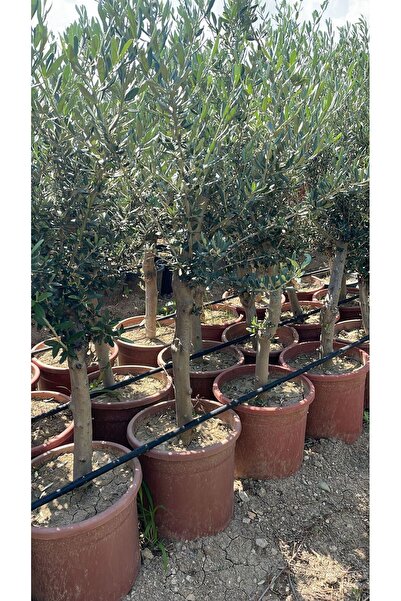 SahaFidan Saksıda 6 yaş Gemlik zeytin ağacı