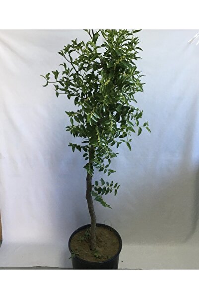 SahaFidan SAKSIDA HÜNNAP FİDANI 6 YAŞ 110-140 CM