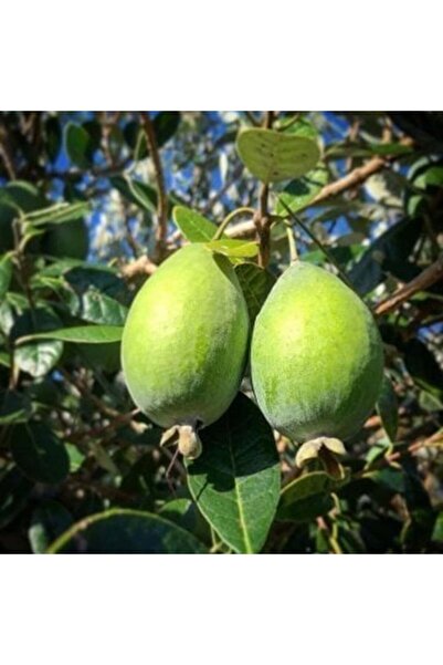 SahaFidan SAKSIDA FEİJOA (KAYMAK AĞACI) FİDANI 3 YAŞ - 90-110 CM BOY