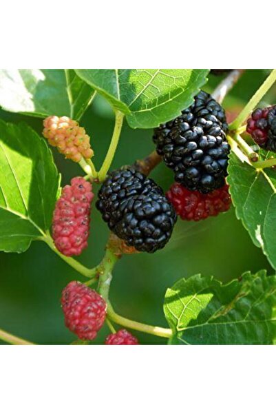 SahaFidan TÜPLÜ EKŞİ KARA URMU DUT FİDANI 80-100 cm