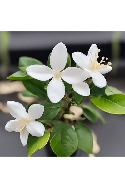 Mimoza Arap Yasemini Fidanı 10-20 cm
