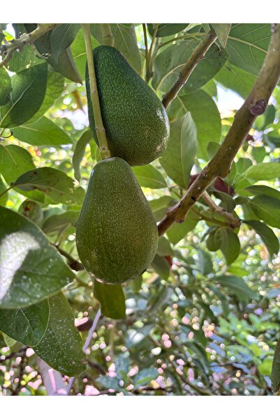 BRF TROPİKAL 1 Kg AVOKADO