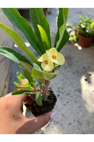 Çiçek Her Yerde Thailand Kökenli Yellow Butterfly Dikenler Tacı Fidesi – Euph...