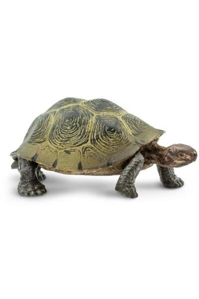 Safari Testoasa de desert