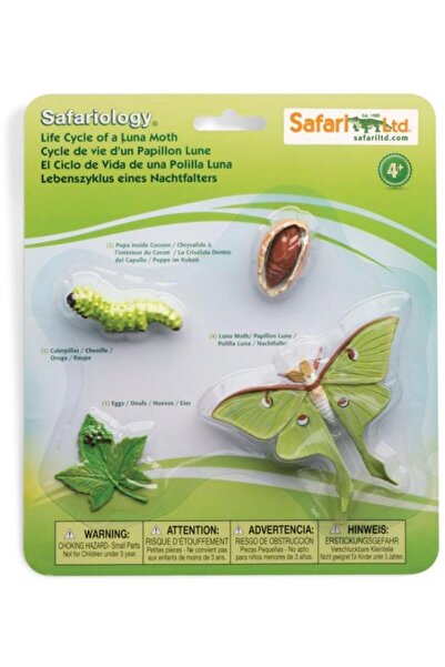 Safari Ciclul vietii la molia lunii