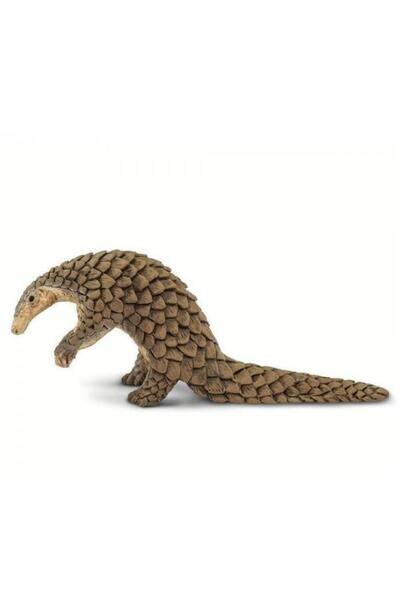 Safari Pangolin