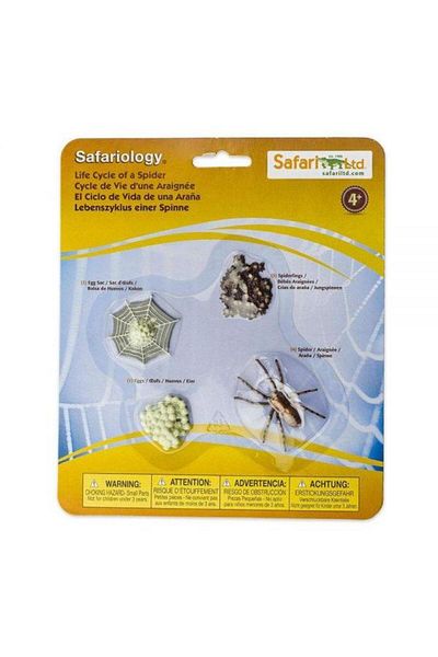 Safari Spider life cycle