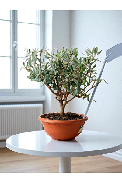 BitkiTÜRK İTHAL 9 yaşında zeytin veren Bonsai Ağacı Salon bitkisi