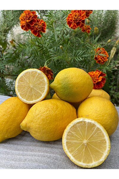 ADKTROPİKAL 1 KG LİMON TAZE HASAT