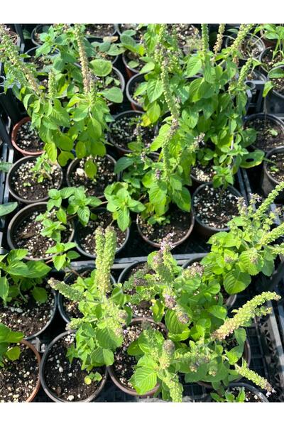 artemisiatıbbibitki Hint Fesleğeni Fidesi Saksıda - 14 Cm'lik Saksı