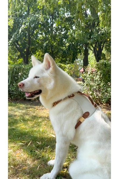 ANIMALIQUE Ham din piele pentru câini - Size M