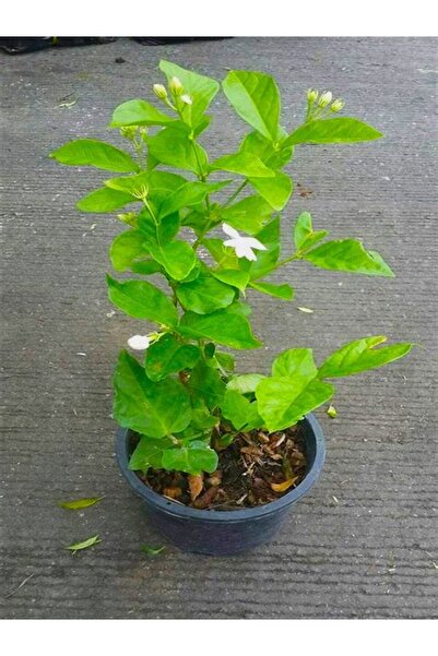 serada decor & plant Videolu Ful Yasemin Fidanı Kokulu ( 40-60 Cm)1 Adet Dış ...