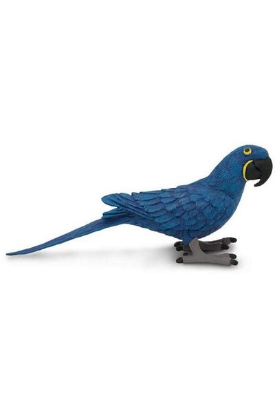 Safari Hyacinth parrot