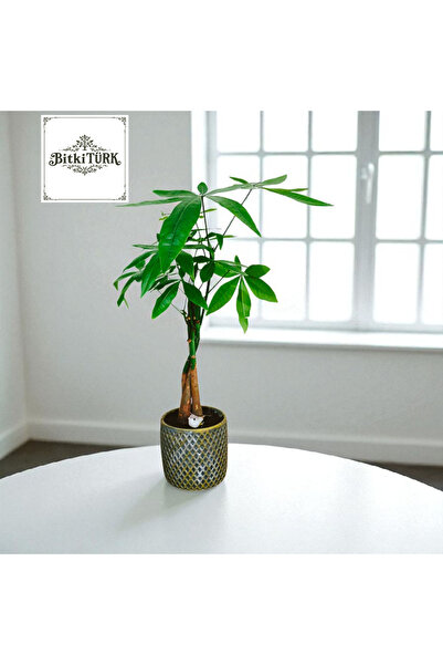 BitkiTÜRK -Dekoratif Beton Saksıda PACHIRA (para ağacı) Kuş figürlü ofis salon iç mekan bitkisi