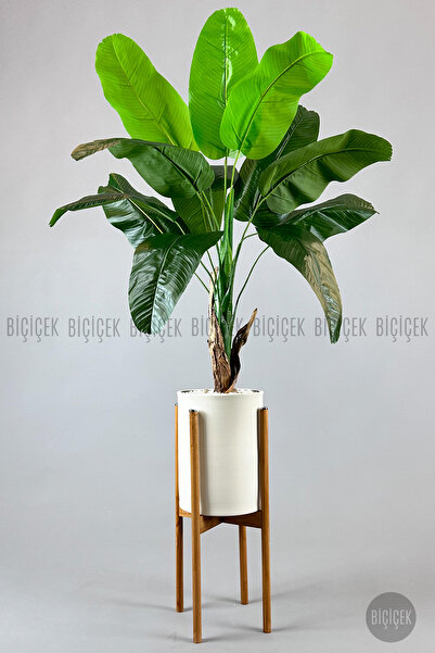 BİÇİÇEK Muz ağacı tek gövde 125-175 cm