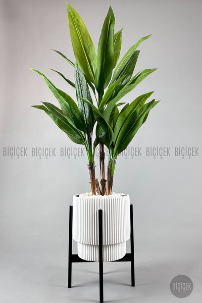 BİÇİÇEK Difenbahya 3 gövde orta boy 150-175cm