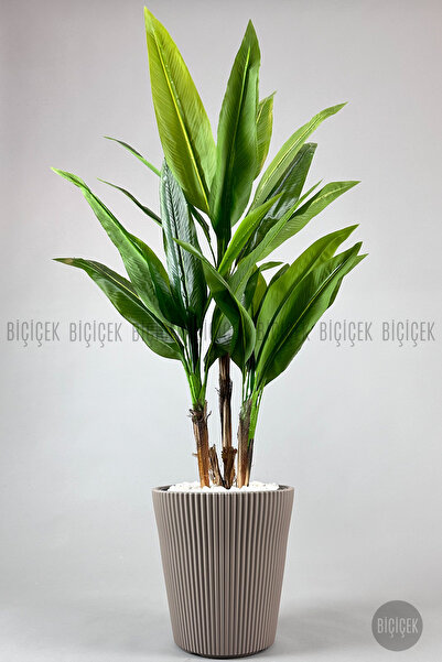 BİÇİÇEK Difenbahya 3 gövde orta boy 150-175cm