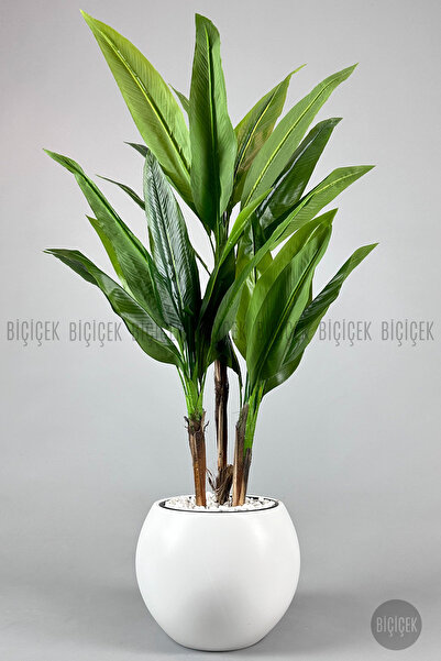 BİÇİÇEK Difenbahya 3 gövde orta boy 150-175cm