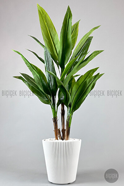 BİÇİÇEK Difenbahya 3 gövde orta boy 150-175cm