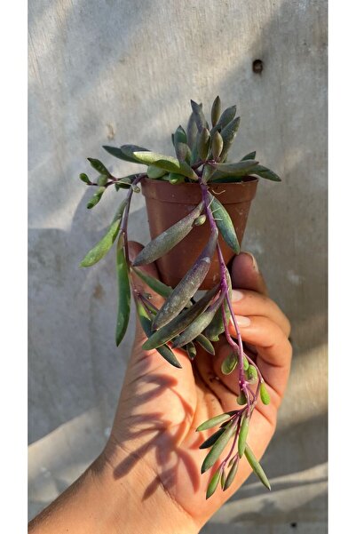 nazlı çiçekçilik Othanna Capensis ( Yakut Kolyesi ) sukulent 5,5lik saksıda