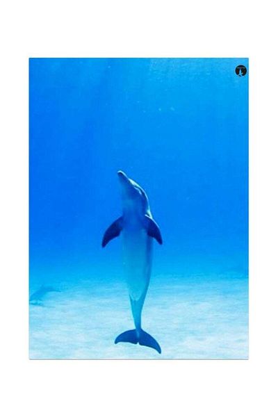 Generic BP Dolphin Themed Metallic Plate Blue/White 20x15cm