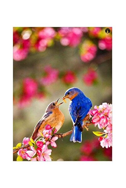 Generic Bird And Floral Themed Metallic Plate Green/Pink/Blue 20x15cm