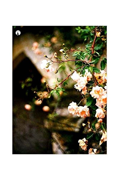 Generic Floral Themed Metallic Plate Green/Beige/Black 20x15cm