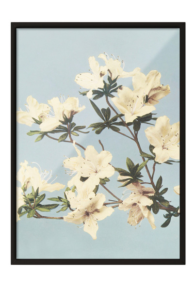 Zestia Tablou înrămat negru, ramuri de flori albe, poster decorativ pentru do...