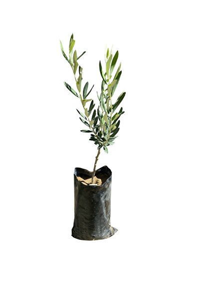 Gemlik Zeytin Fidanı – Tüplü – 60 cm – Canlı ve Sağlıklı
