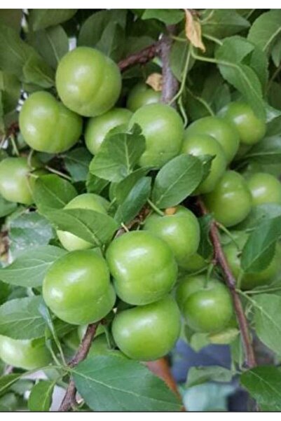 nehirfidancılık Can Erik ( Papaz )fidanı