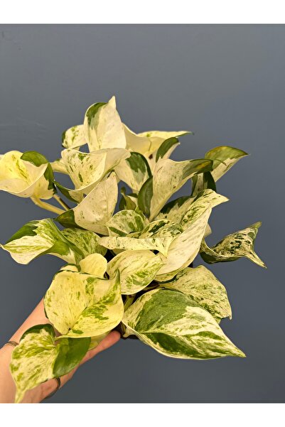 SUKULENTİSTANBUL Epipremnum Happy Leaf - salon sarmaşığı ev - ofis 12cm