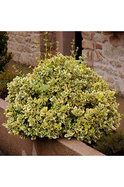 SYNETELLYA Altuni Gold Taflan Çit Bitkisi Sarı Taflan Fidanı 30-40 Cm