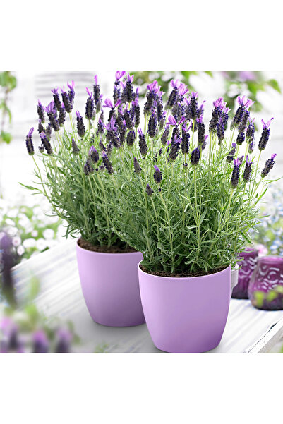 SYNETELLYA Lavanta Çiçeği 1 Adet 40 Cm Kokulu Aromatik Bahar Bitkisi Balkon Ev Dış Mekan Bitki