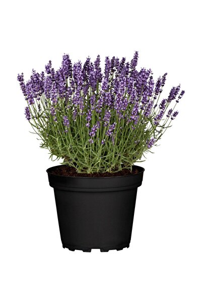 SYNETELLYA Lavanta Çiçeği 1 Adet 40 Cm Kokulu Aromatik Bahar Bitkisi Balkon Ev Dış Mekan Bitki