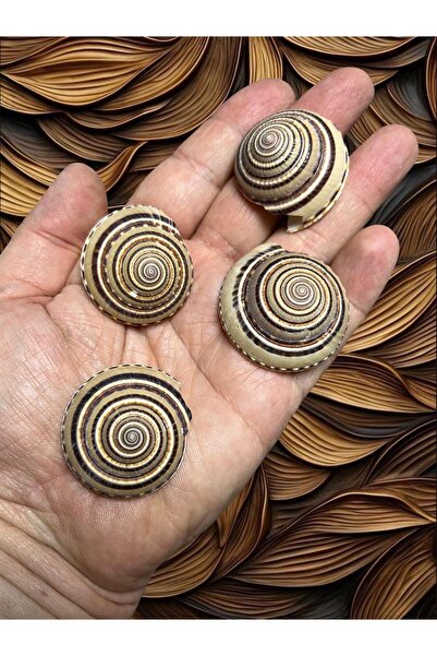 Flea Market Special Imported Seashells 4 Pieces