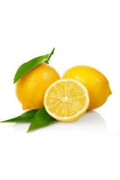 Evvano Lemon Bonesi / 500 Pieces / Herbal Tea Bonesi