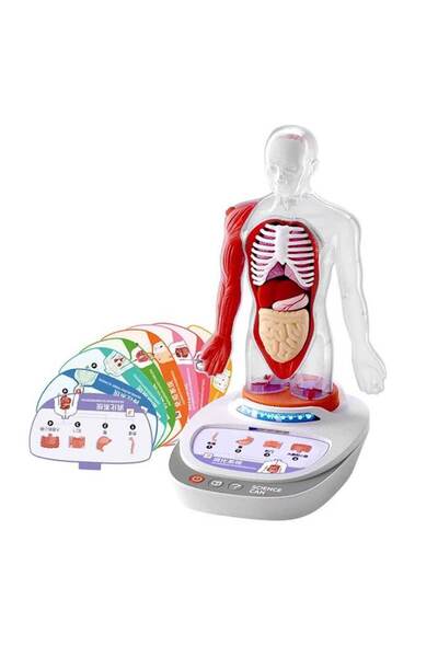 Sunman Sesli İnsan Vücudu Modeli Bilim Seti