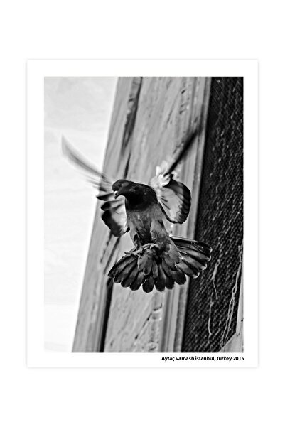 CAPO by Aytaç Yamaç Φωτογραφία περιστεριών - Ασπρόμαυρη διακοσμητική ζωγραφικ...