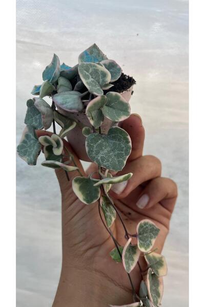 nazlı çiçekçilik Pembe Alacalı Kalp Kalbe Karşı Çiçeği Sukulent 5,5lik saksıda